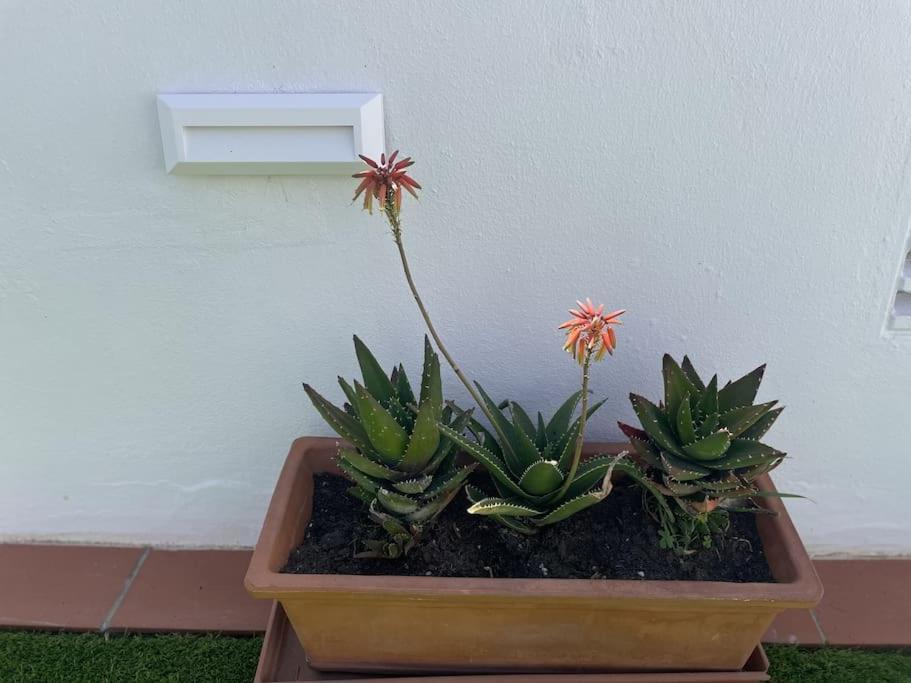 Casa Lola Conil, Azotea Al Mar Y Parking Solo Familias O Parejas Villa Конил-де-ла-Фронтера Екстериор снимка